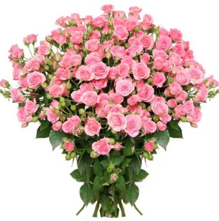 Кустовые розы